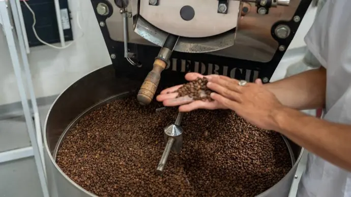 Mãos segurando grãos de café torrados sobre um grande recipiente de metal cheio de mais grãos, ao lado de um torrador de café.