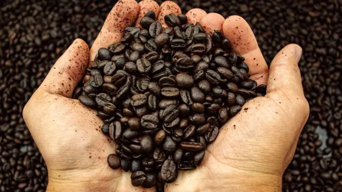 Grãos de café torrados na mão, cercados por mais grãos.