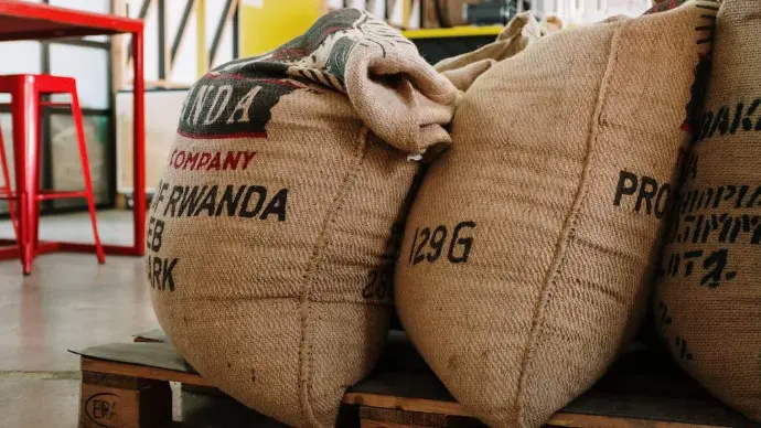 Sacos de estopa com grãos de café repousam sobre paletes de madeira.
